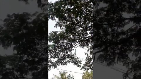 #shortvideo #trending #baby