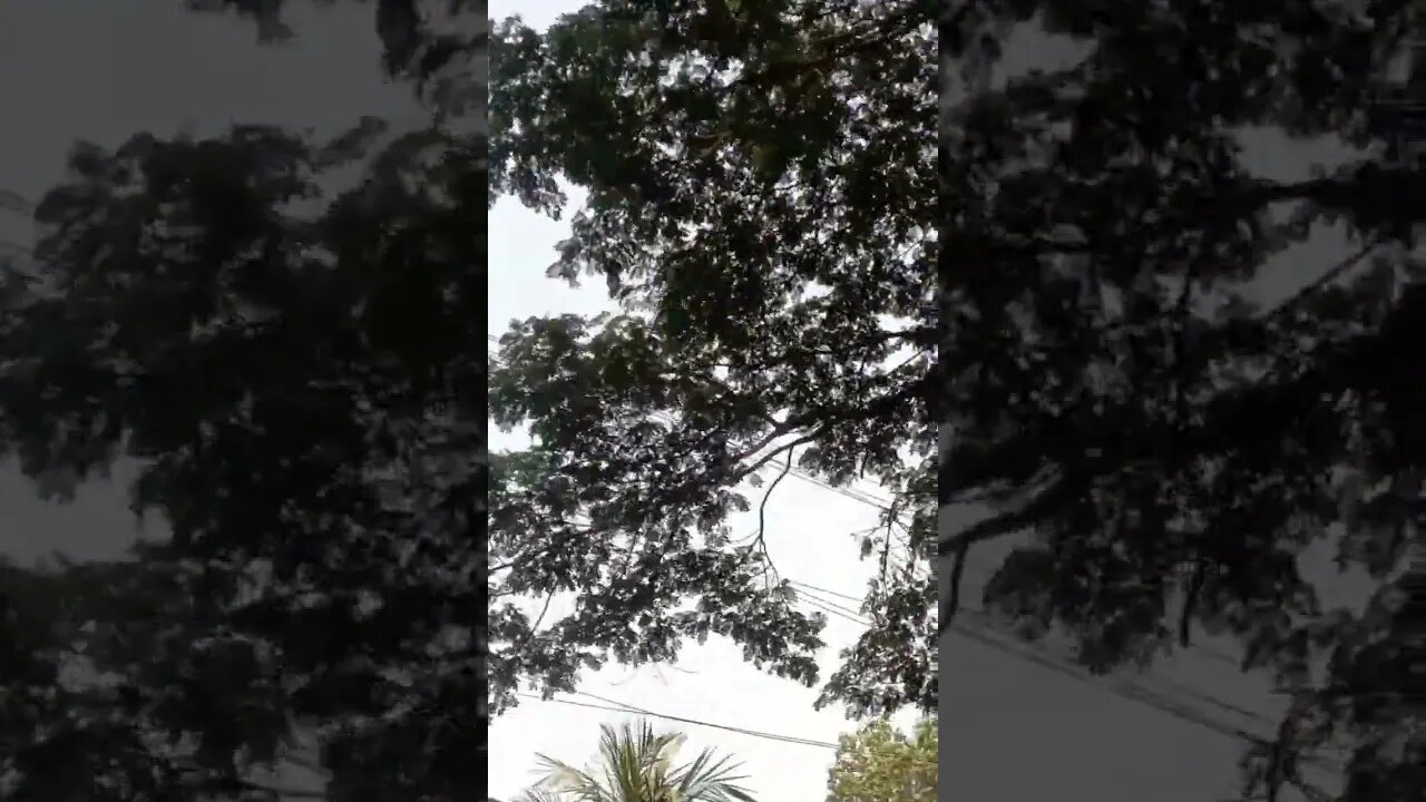 #shortvideo #trending #baby