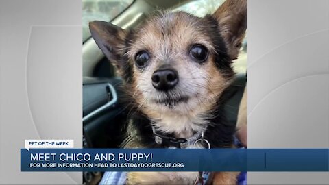 Meet Chico and Puppy - Our Pet of the Week!