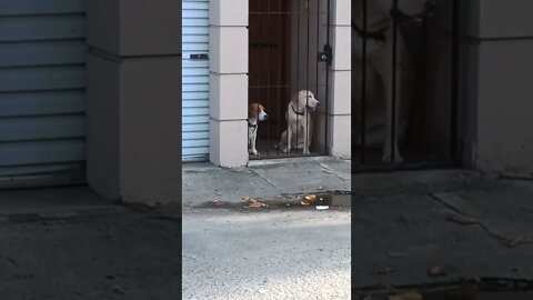 Two Doggies all relaxed. #shorts