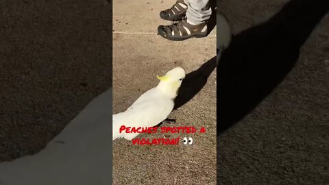 👀against the law! 🛑#cutepets #shorts #parrot #cockatoo #cat