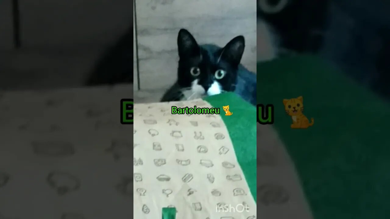 Gatinho Bartolomeu brincando em 2023