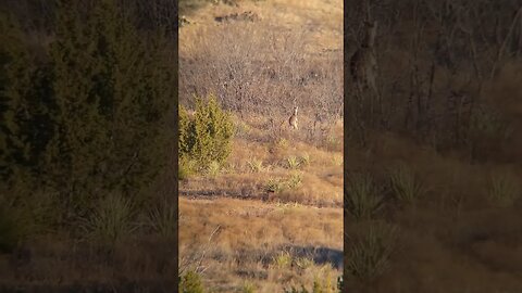 Veteran harvesting his first deer in over 40 years. Doe management bunny huggers don't watch.