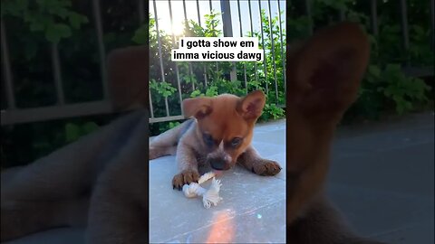 Tell her she’s scary RIGHT NOW 😤😂 #heelerpuppy #puppy #cattledogpuppy