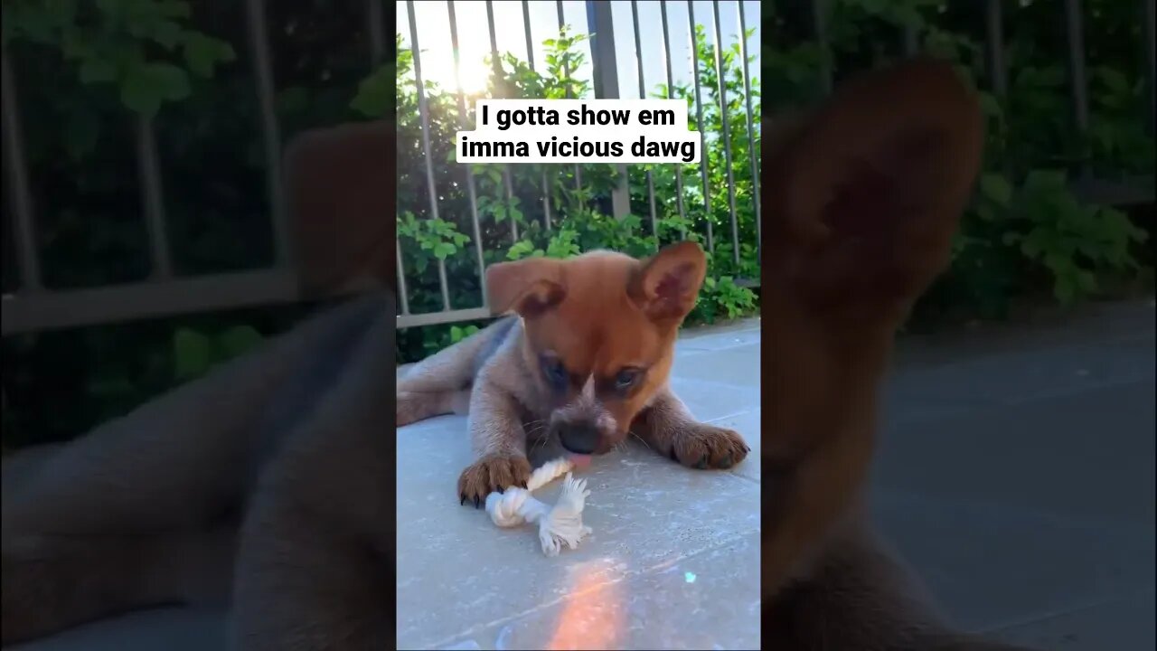 Tell her sheโs scary RIGHT NOW ๐ค๐ #heelerpuppy #puppy #cattledogpuppy