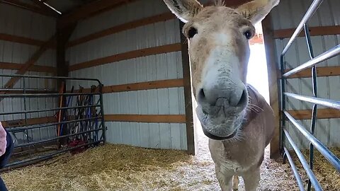 Adopted Donkey is living his best life - Farm Update Part 4 - Jack the Donkey Ep. 14