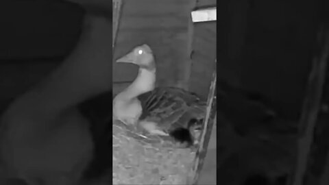 Our first gosling hatched tonight