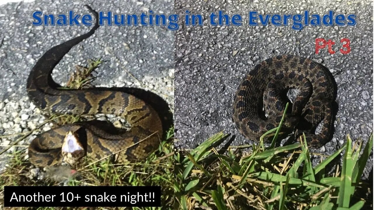 Tons of Venomous snakes in the Everglades!!!! Herping 2022!