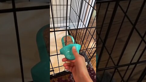 dogs, dogvideos 37