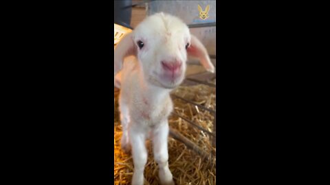 Animais Engraçados | Funny Animals