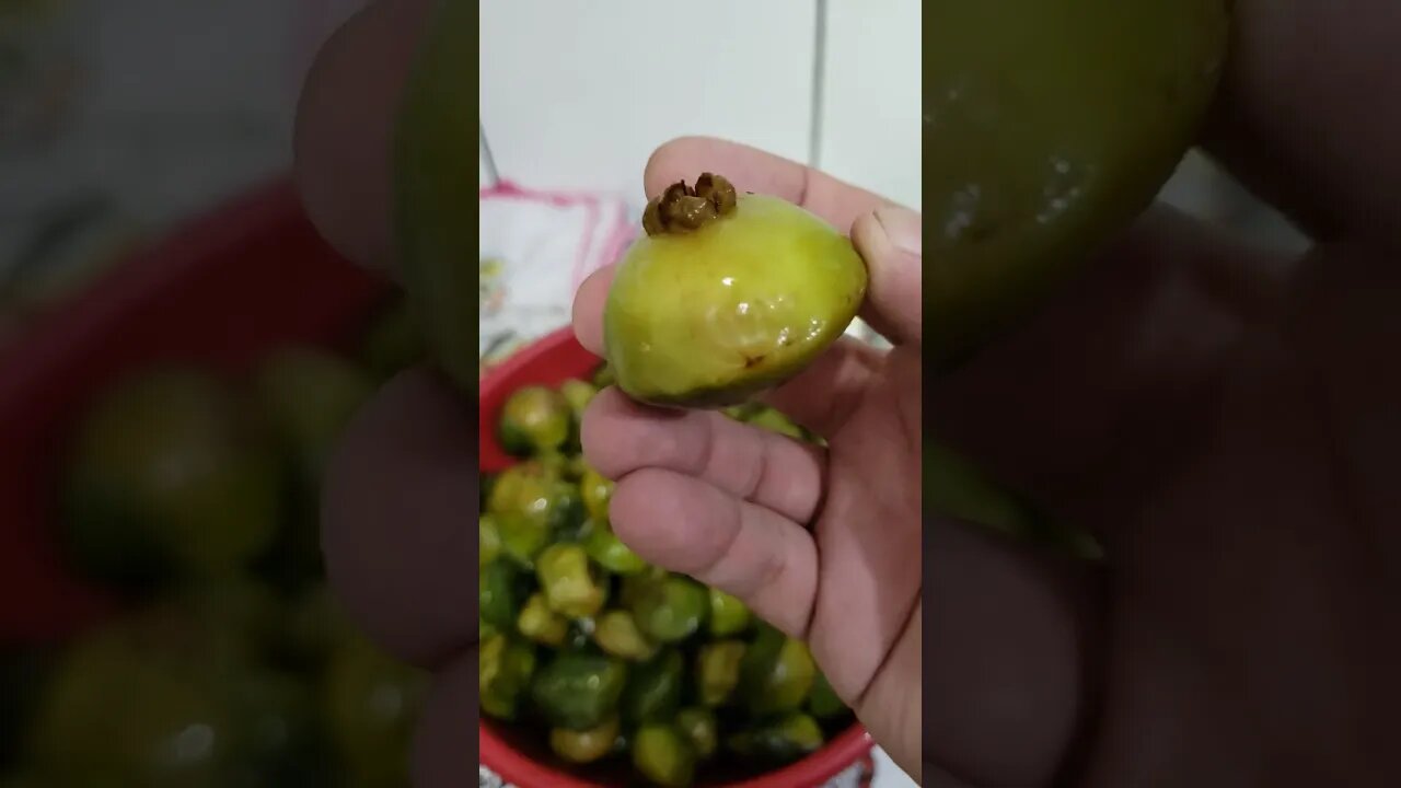 Preparando a Cambuci para colocar na Cachaça artesanal