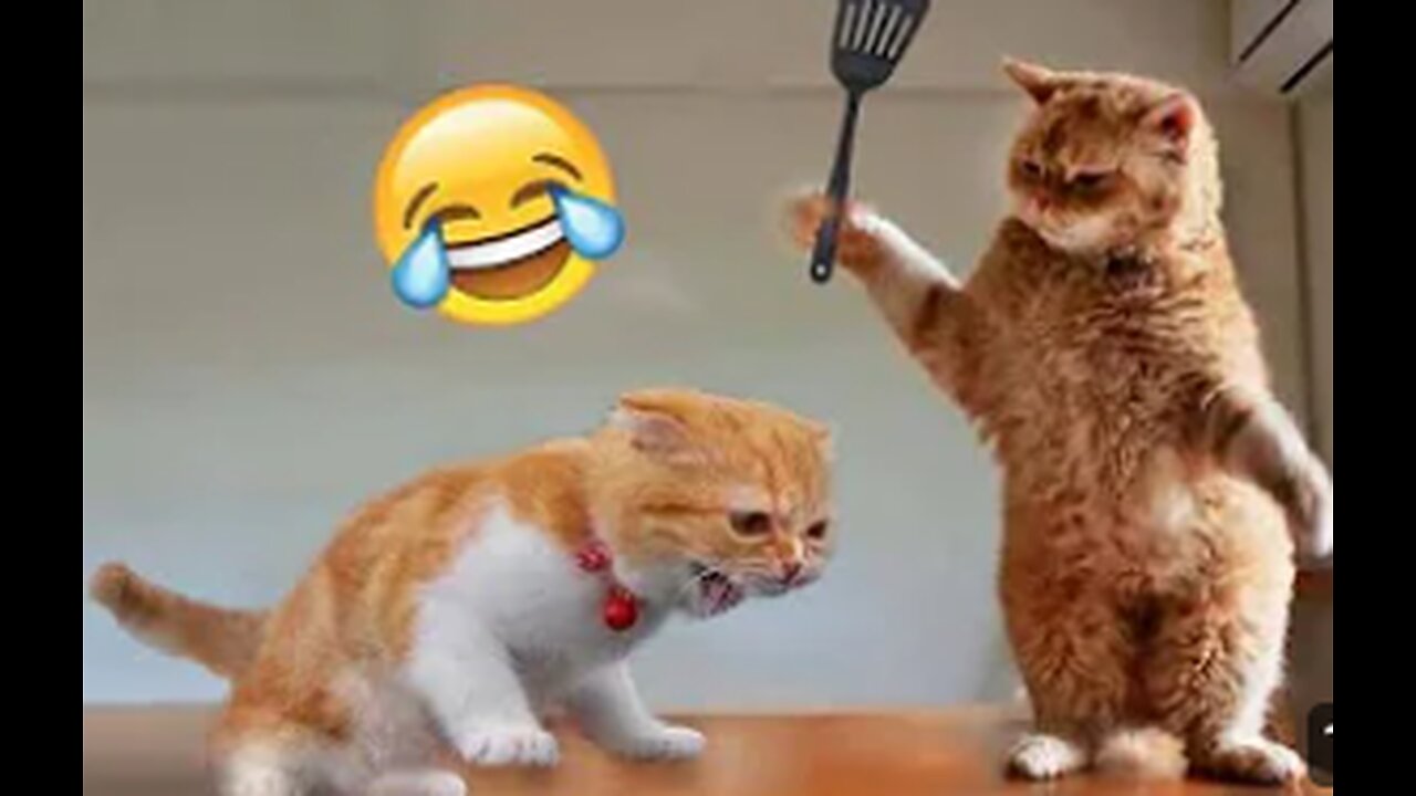 Funniest Animals 2024 🤣😅 New Funny Cats and Dogs Videos 😸🐶