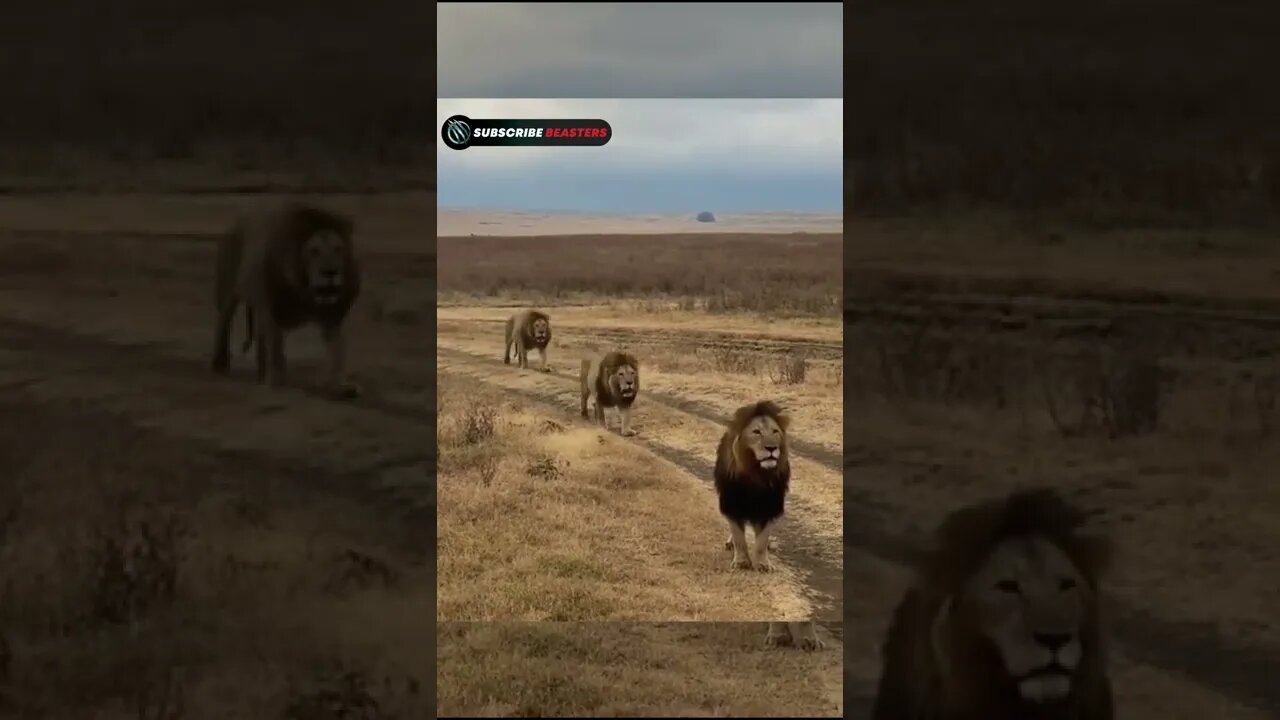 Lion attitude status 🤔 #shorts