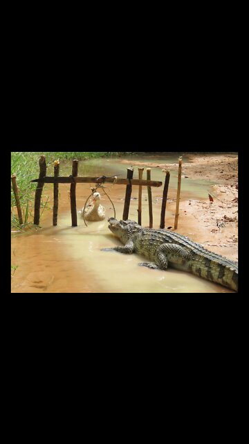 Amazing Man Show How To Trap Big Crocodile Using Duck