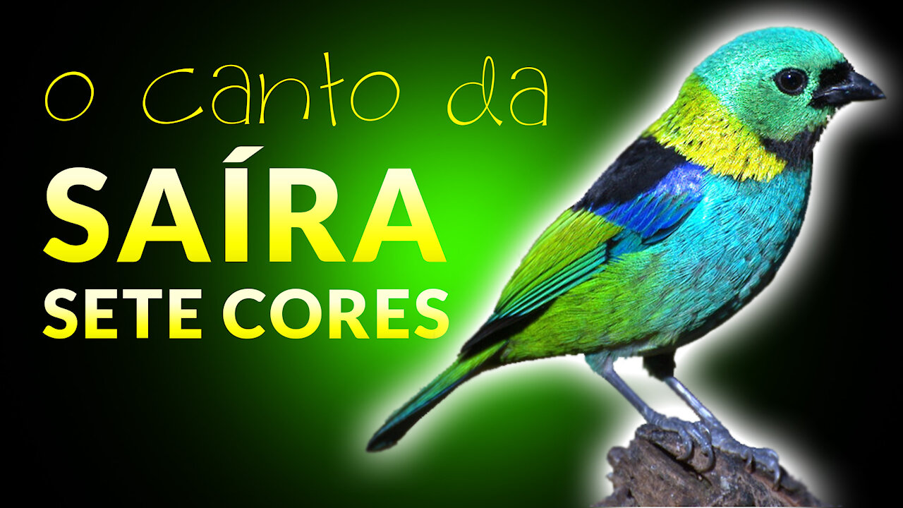 SAÍRA SETE CORES | Pássaros Cantando na Natureza ao Amanhecer | Vida no Campo