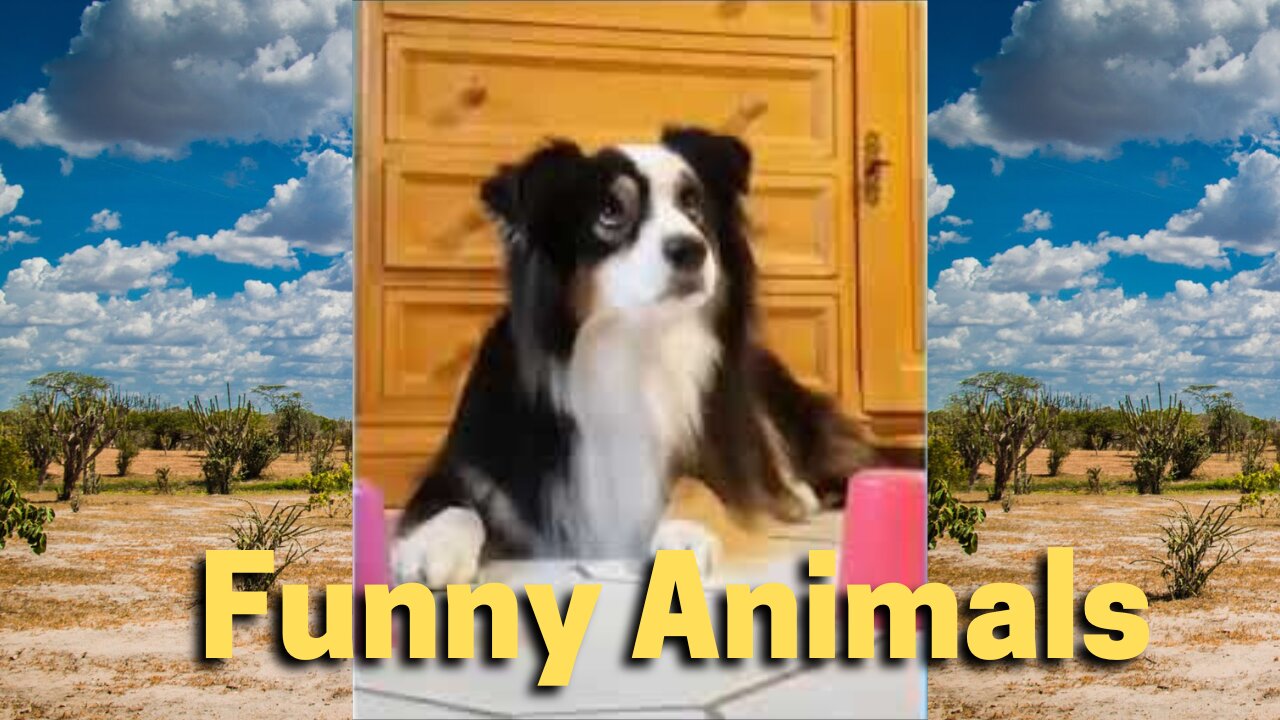 Best funny and cute animals videos (funny and cute cats and dogs)