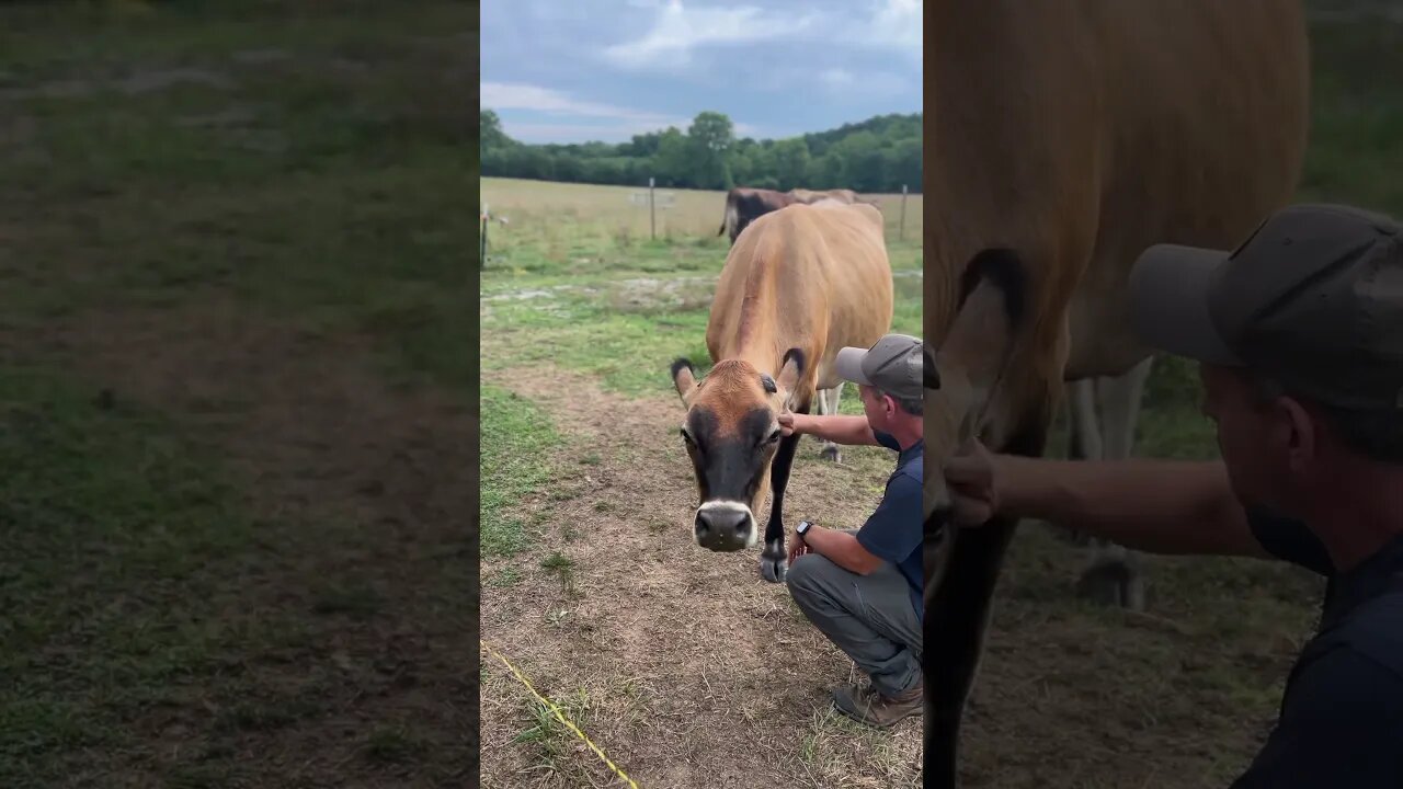 She’s not spoiled… #shorts #homesteading