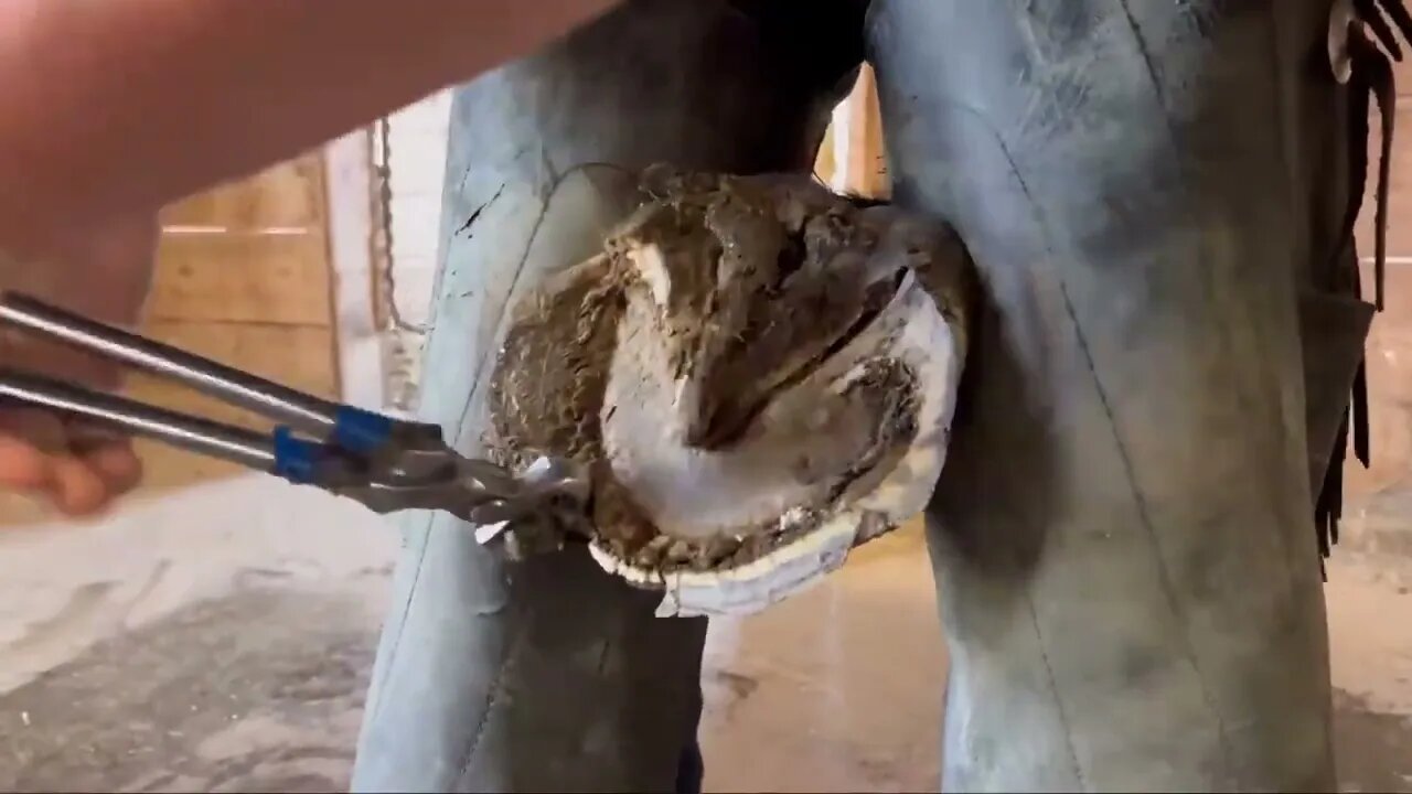 WORK HORSE gets Hooves Treated-6