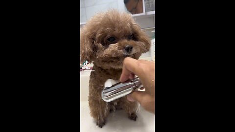 cute dog