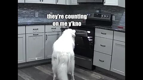 Dog vs Oven