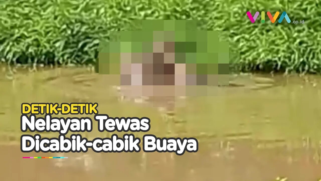 VIDEO Warga Tewas dan Hilang Diterkam Buaya saat Jaring Ikan