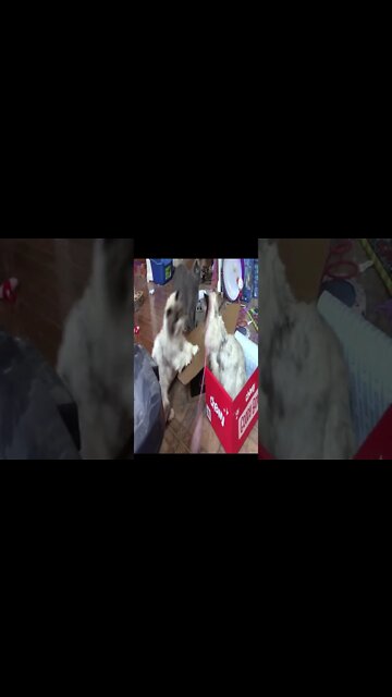 Misha Cat Attacks Her Son #Shorts 😼