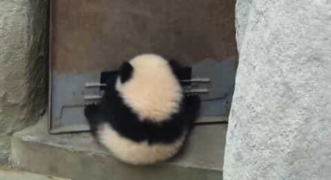 Panda si rifiuta di lasciare la porta chiusa!