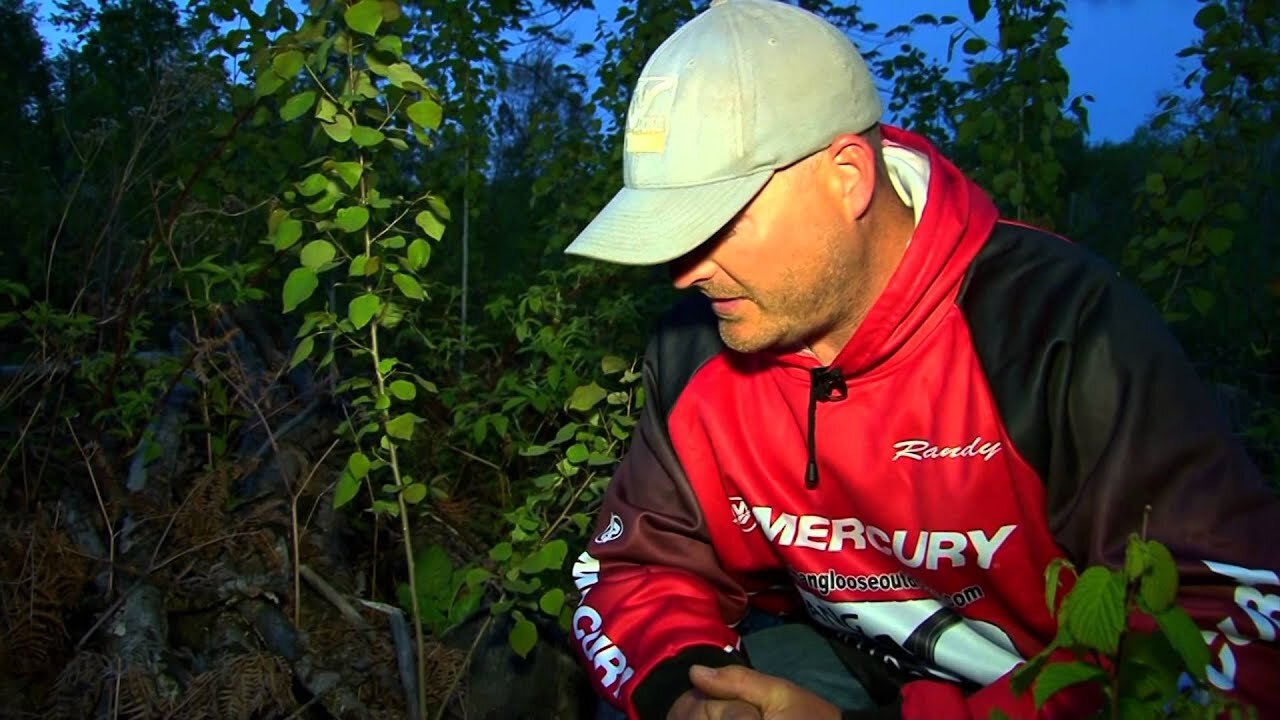 Morel Mushroom Hunting in Minnesota