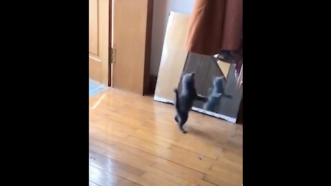 Best Funny Videos 2021 new