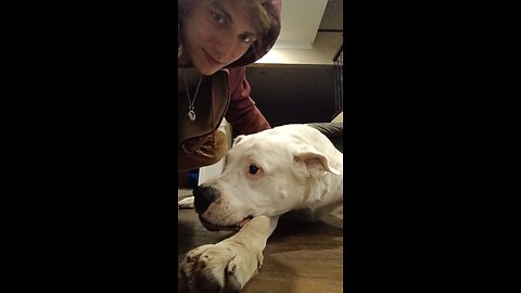 mastiff dogo Argentino