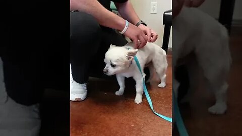 Treating an Older small dog with a curved spine and poor weight bearing.