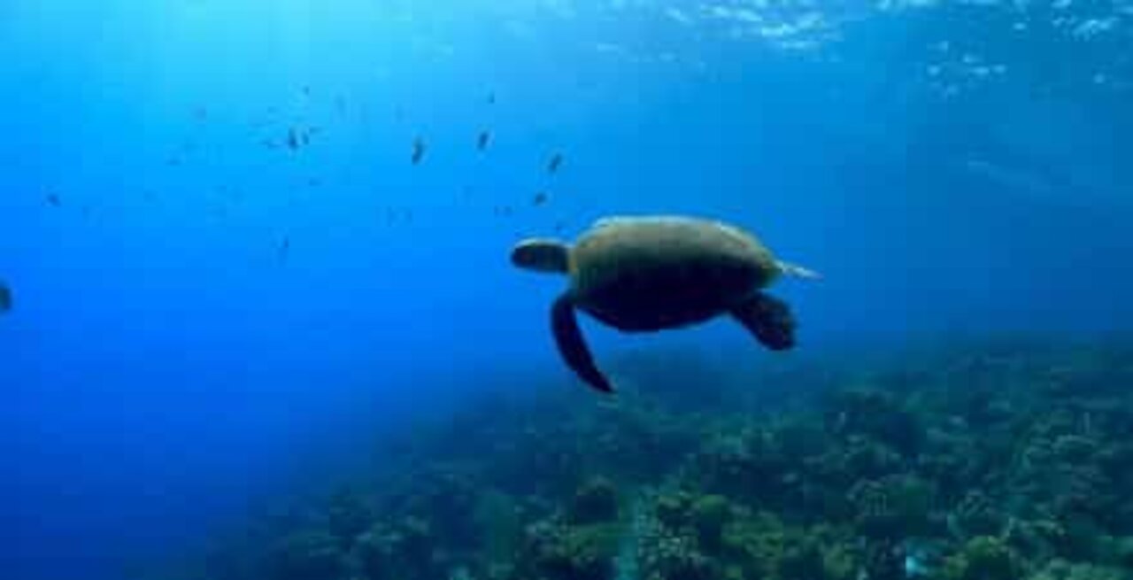 Conheça a ilha de Bonaire, o paraíso dos mergulhadores!