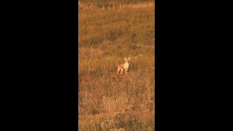 Hunting Coyotes #shorts #dog #animals #hunter #174