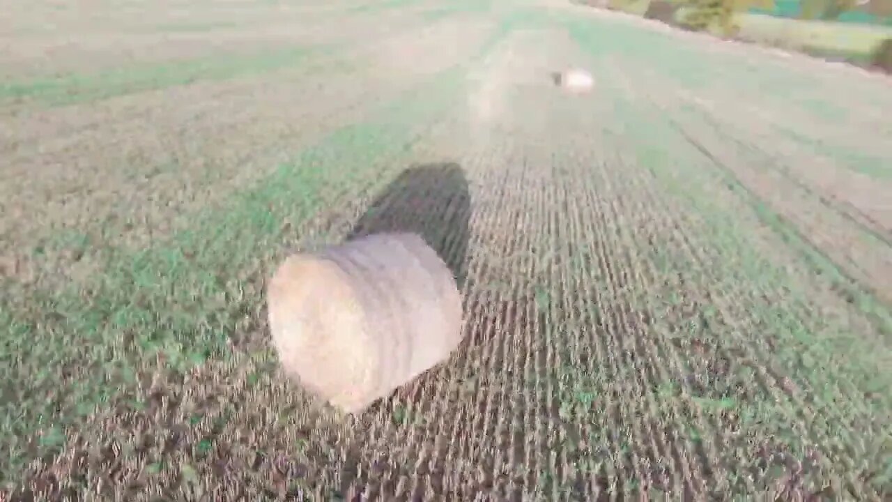 my 2 neighbours came out to play