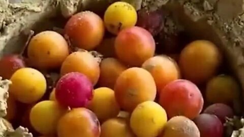 Method of Preserving Fruits in the Past