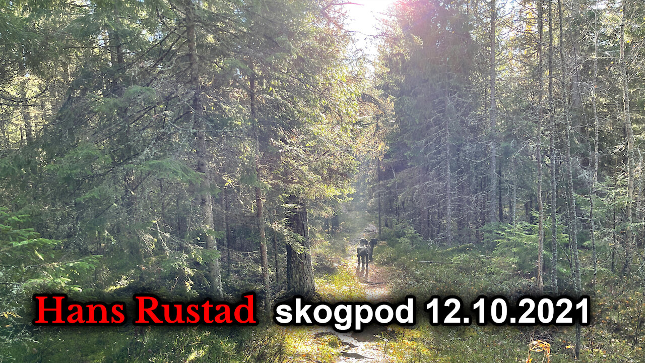 Skogpod 12. oktober: Hvis det skjer så er det fordi noen vil at det skal skje