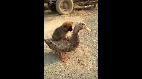 Cute Puppy and Duck Funny Moments | Try not to Laugh