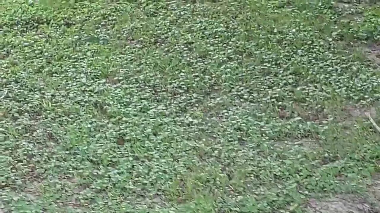 Venomous Snake Southern Copperhead May 28, 2022