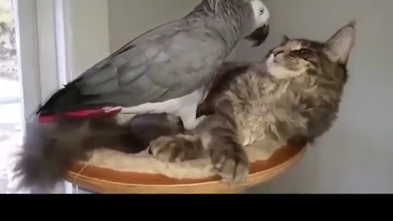 Parrot Vs Cat Very Funny Video