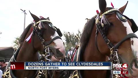 Dozens Gather to see Clydesdales