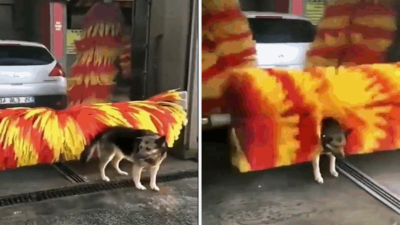 A dog enjoys a massage and an eye shower.