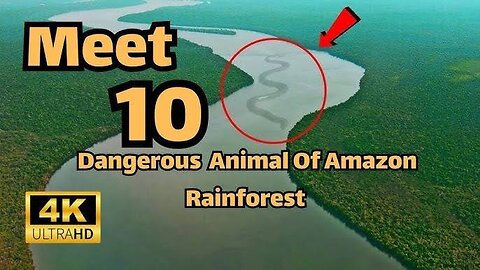 Top 10 dangerous animals of Amazon rain forest.