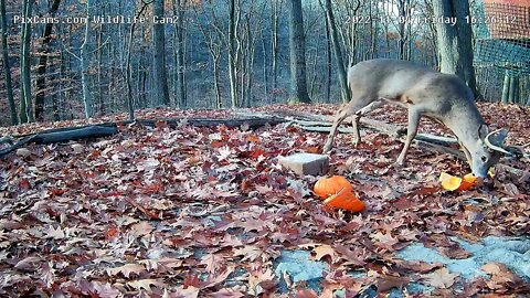 Bella enjoying pumpkin ,runs from a 7 pt (notice how thick his neck is getting, rut soon)