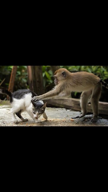 Funny Monkey vs Angry Cat