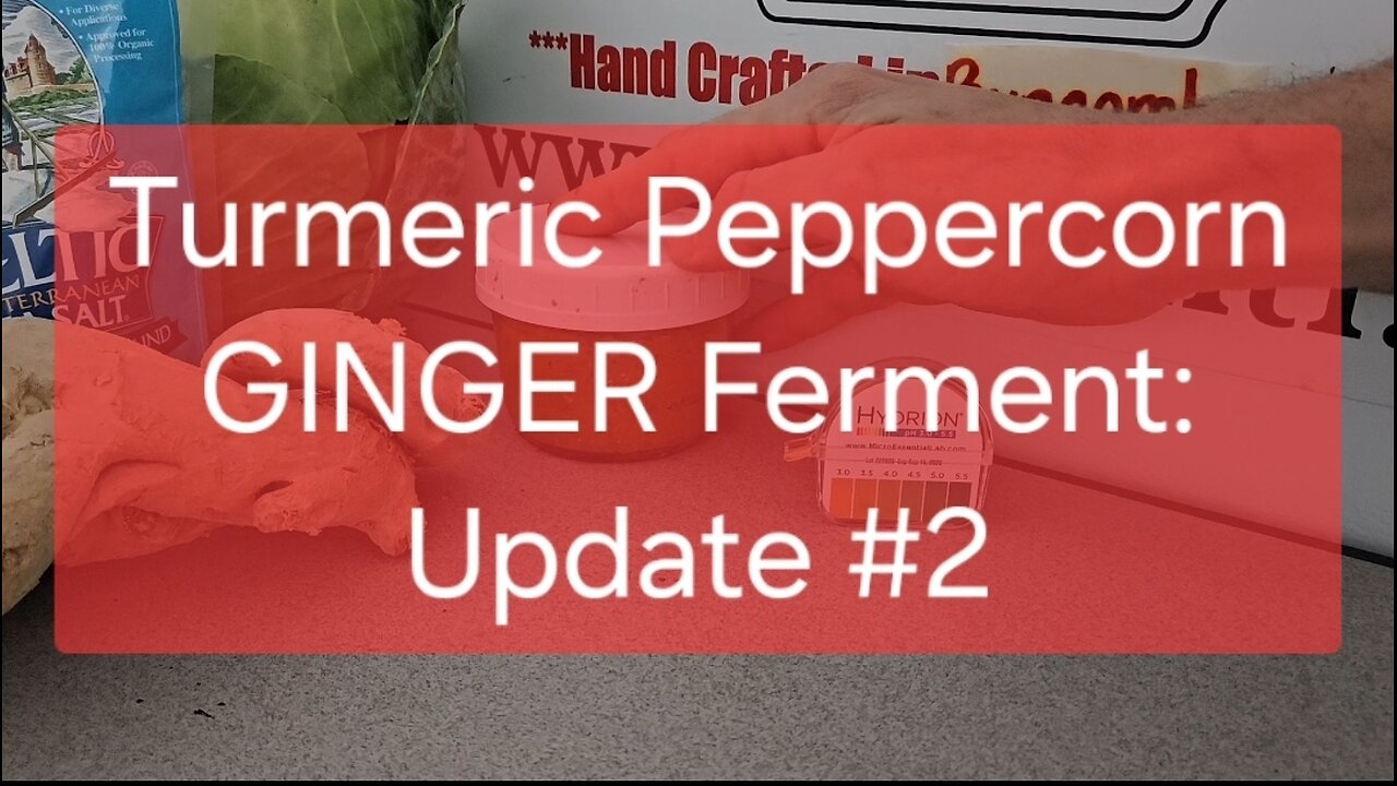 Turmeric Peppercorn GINGER Ferment: Update #2