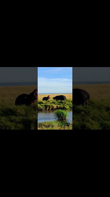 Discussion? #Wildlife | #ShortsAfrica | HolidaysWithShorts