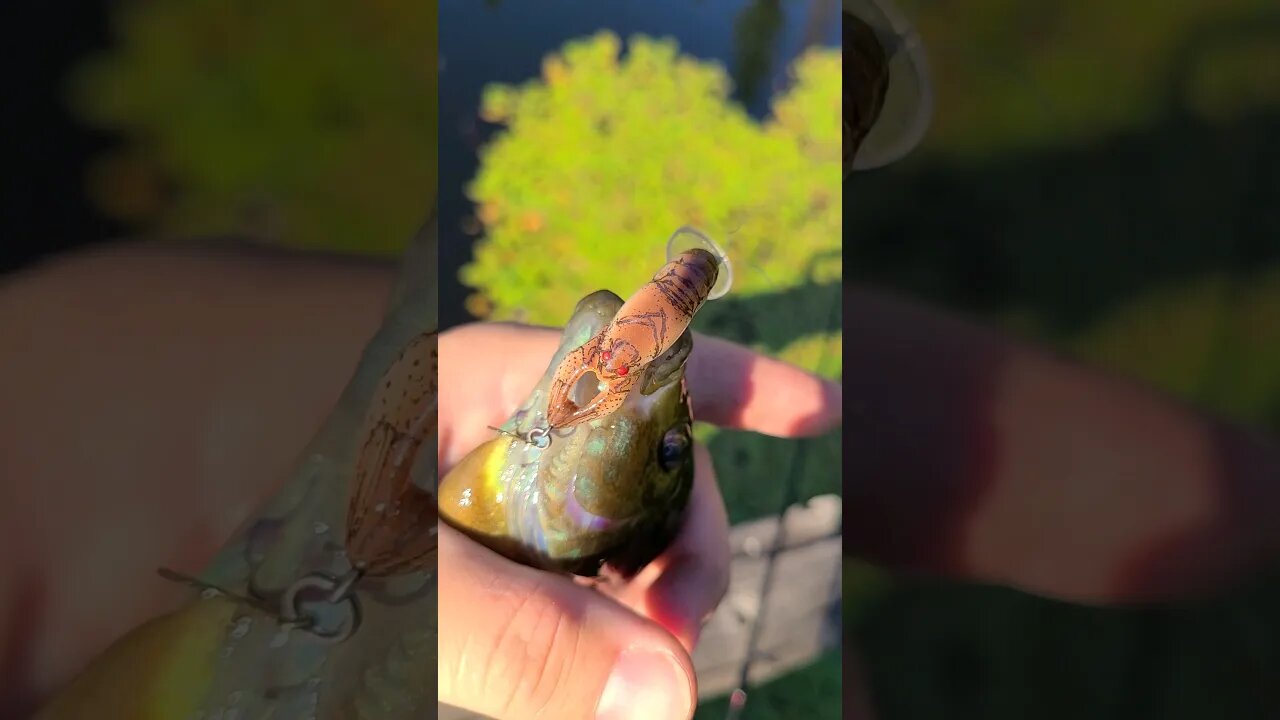 Rebel Craw Finds Fish! #pond #fishing #creekfishing