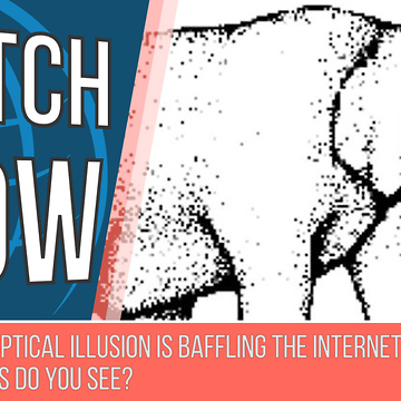 Elephant Optical Illusion Leaves The Internet Completely Baffled