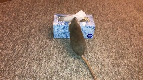 Helpful little rat - Pickle fetching tissue