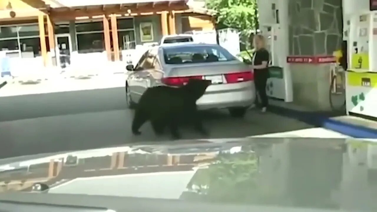Animals CAUGHT Causing A Public Disturbance